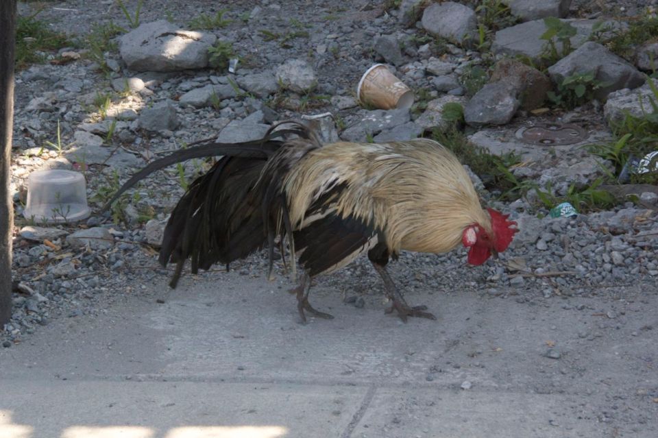 Rooster in Hunts Point, the Bronx